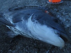 20170702神戸渡船-11