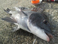 20170702神戸渡船-4