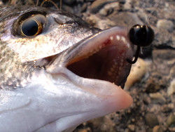 201605212_2 201605212_2