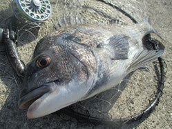 20170504神戸渡船-2