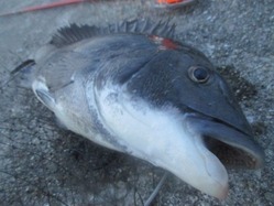 20170717神戸渡船51㎝