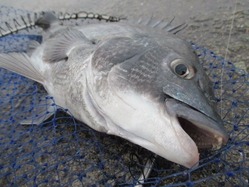 20190120谷一渡船-4