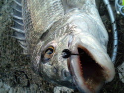 201605213_2 201605213_2