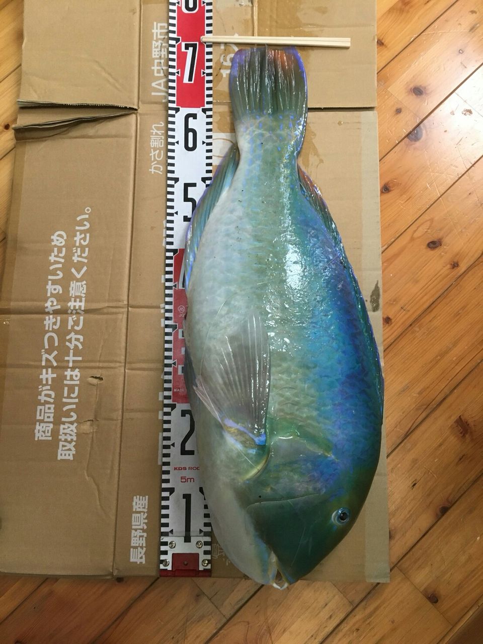 磯釣りｄｅ と会話 七舞海ｰshichibukaiｰｓｂｋ