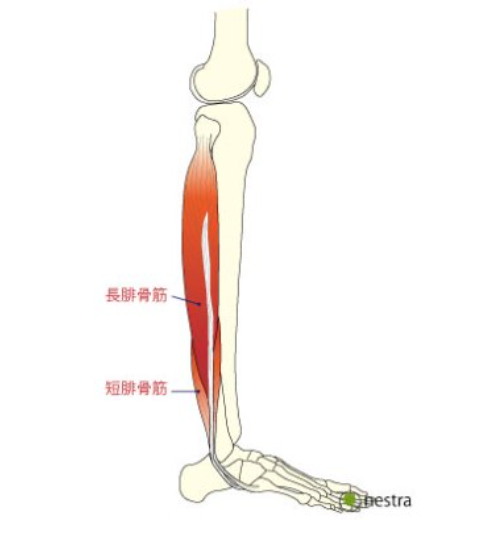 後脛骨筋炎 腓骨筋腱炎へ 治りかけ 低周波治療器購入 シリアスランナーblog Road To 別大カテ1