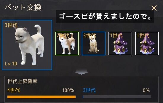 4世代柴犬とシャカトゥ箱 飲んだくれ砂漠 4世代柴犬とシャカトゥ箱 飲んだくれ砂漠