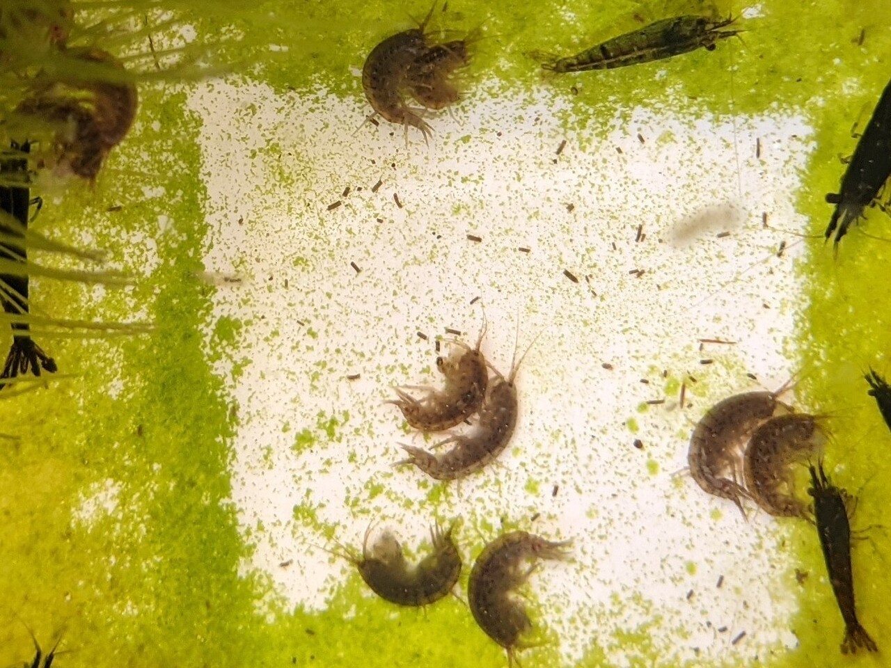 冬も繁殖可能な淡水ヨコエビ メダカが西向きゃ尾は東