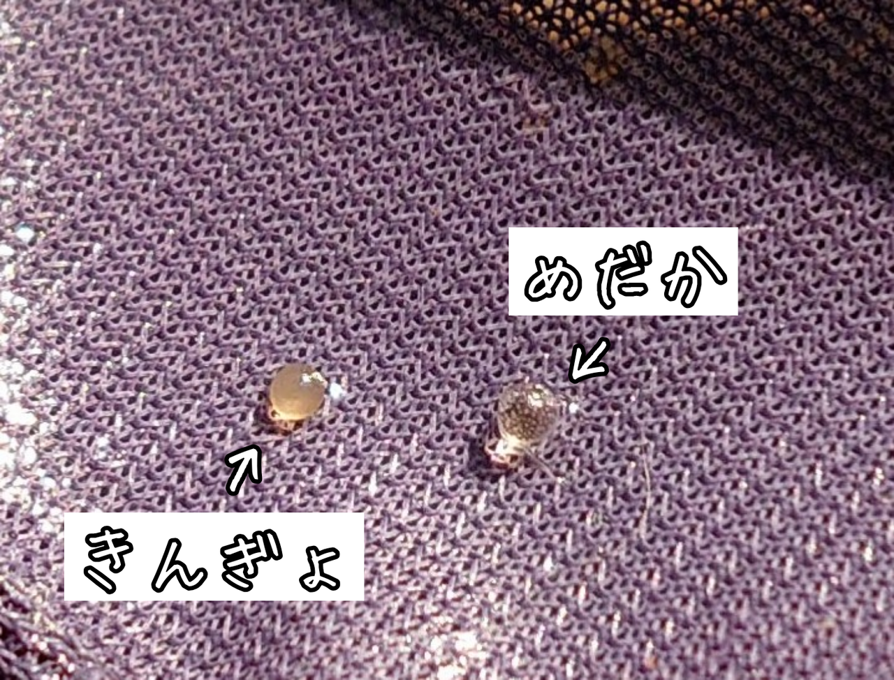 産卵したての卵の大きさを比べる メダカが西向きゃ尾は東 産卵したての卵の大きさを比べる メダカが西向きゃ尾は東