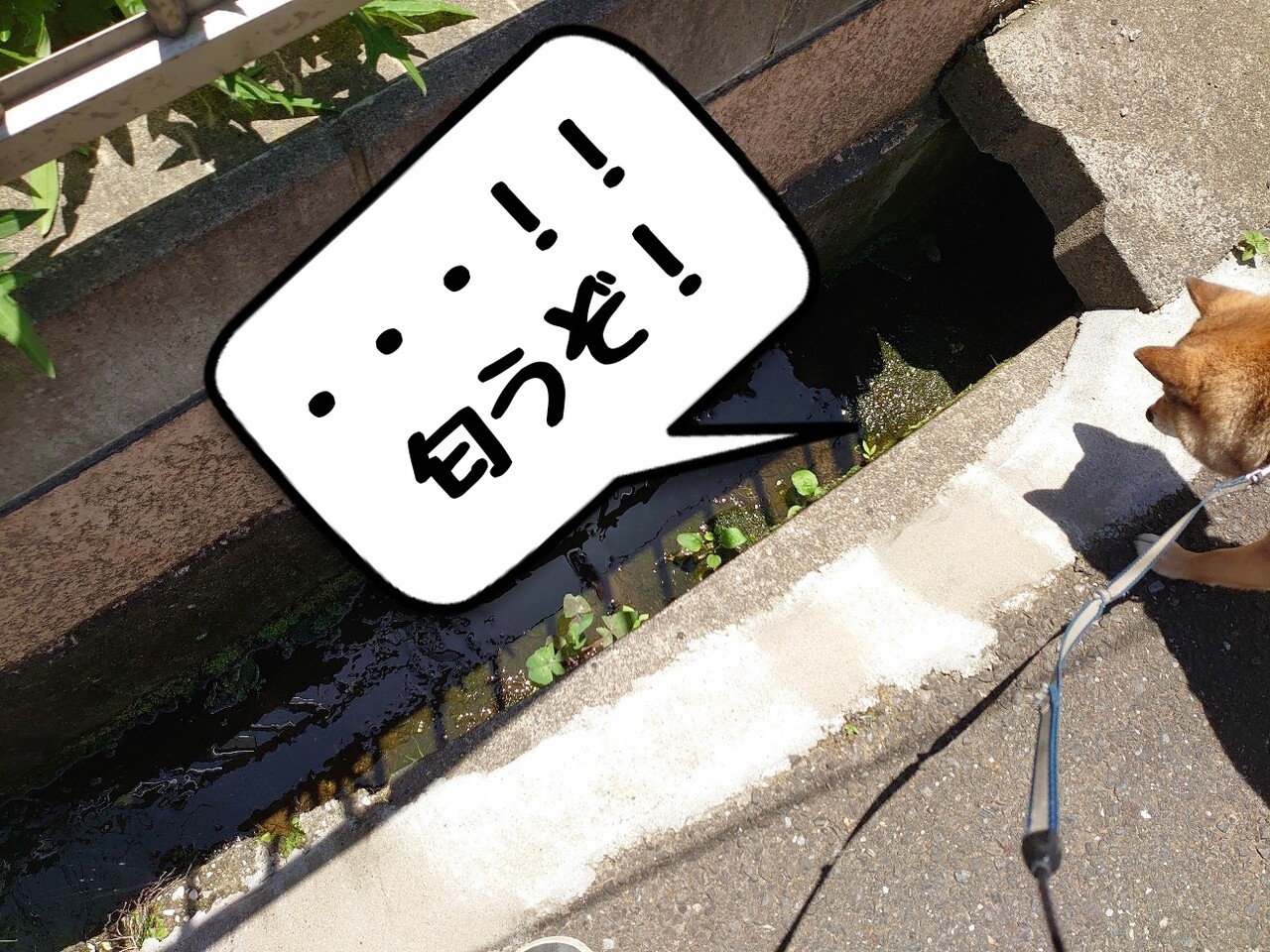 天然モス発見 からの 駆除 メダカが西向きゃ尾は東