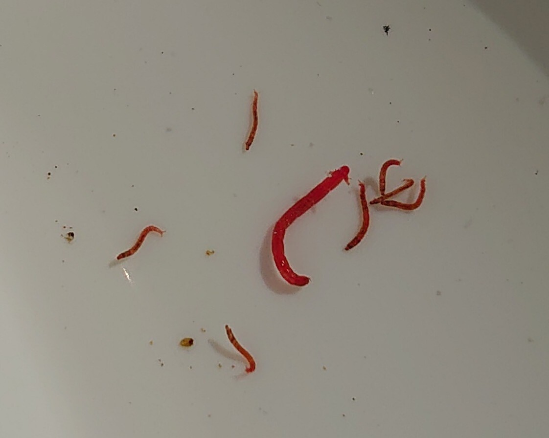 赤虫ホイホイ メダカが西向きゃ尾は東 赤虫ホイホイ メダカが西向きゃ尾は東