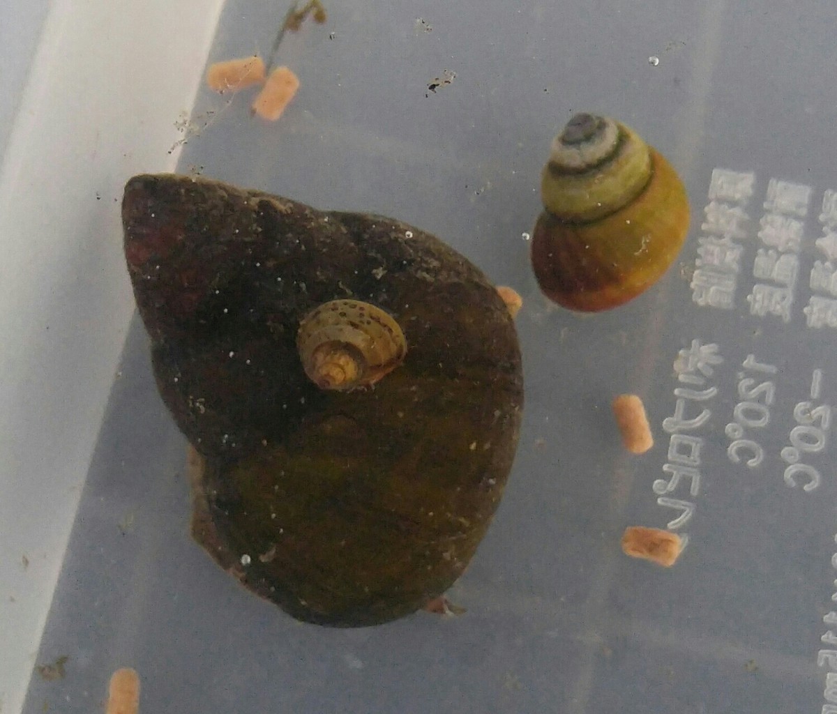 意外と飼育が難しいんだな メダカが西向きゃ尾は東 意外と飼育が難しいんだな メダカが西向きゃ尾は東