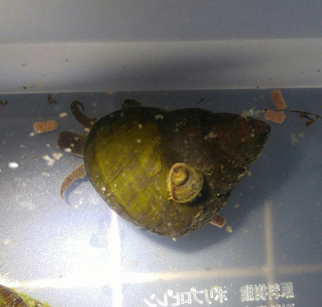 意外と飼育が難しいんだな メダカが西向きゃ尾は東 意外と飼育が難しいんだな メダカが西向きゃ尾は東