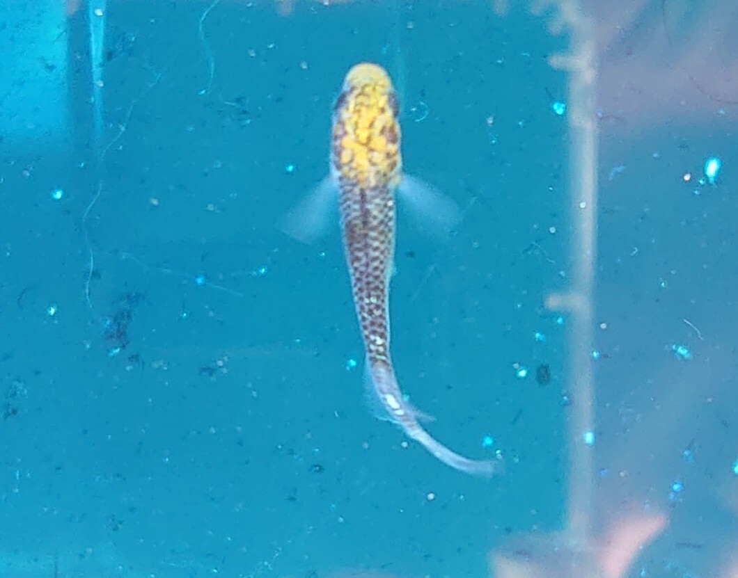 冬の餌 ダフニア マグナ生後1 2日と煌 メダカが西向きゃ尾は東