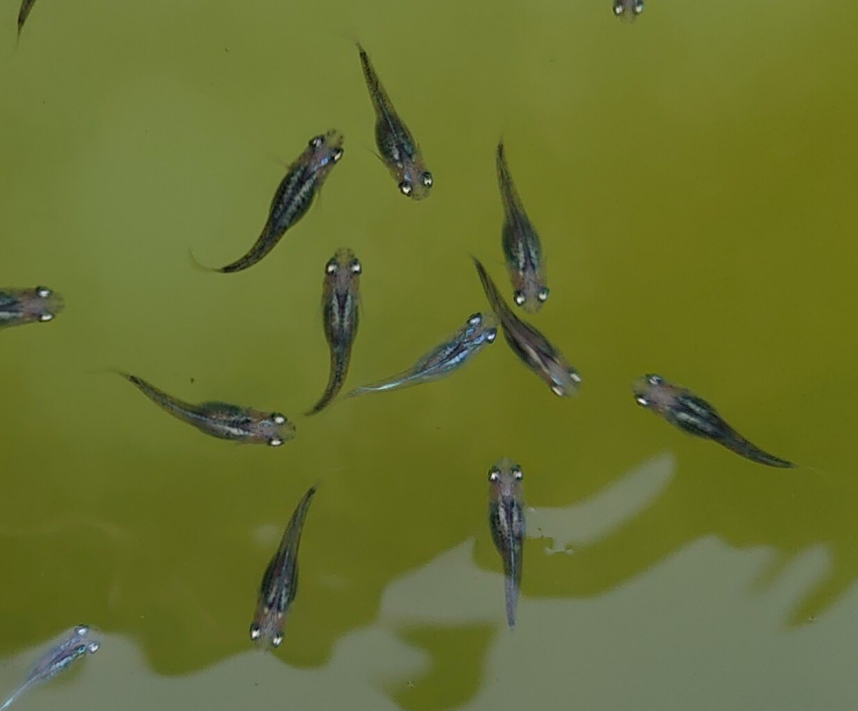 またまた黒百 巫の稚魚 メダカが西向きゃ尾は東