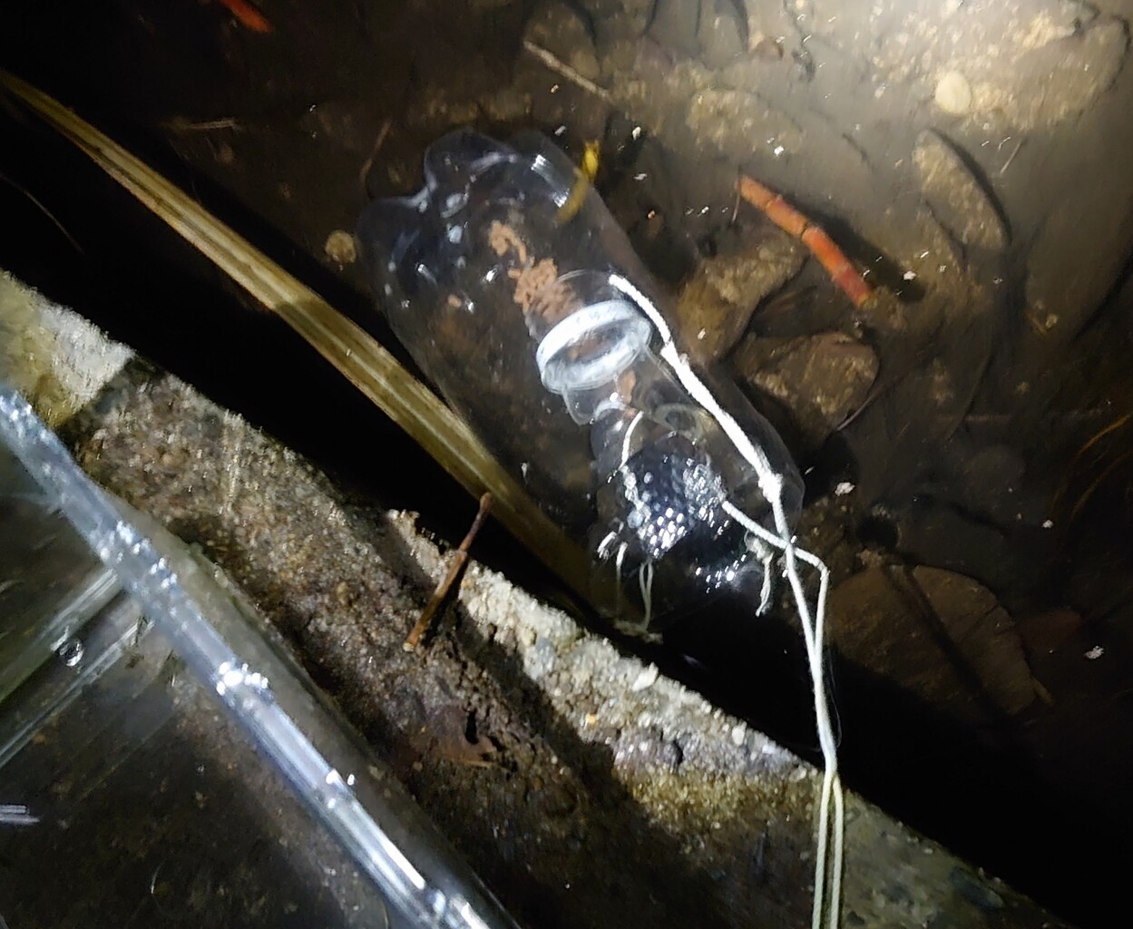 エビたち メダカが西向きゃ尾は東 エビたち メダカが西向きゃ尾は東