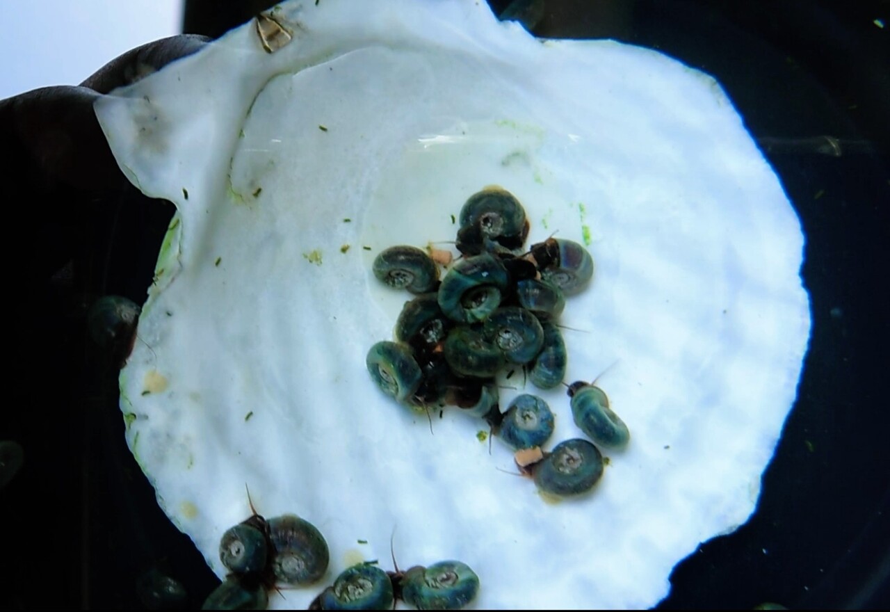 ブルーラムズホーンとグリーンウォーター メダカが西向きゃ尾は東 ブルーラムズホーンとグリーンウォーター メダカが西向きゃ尾は東