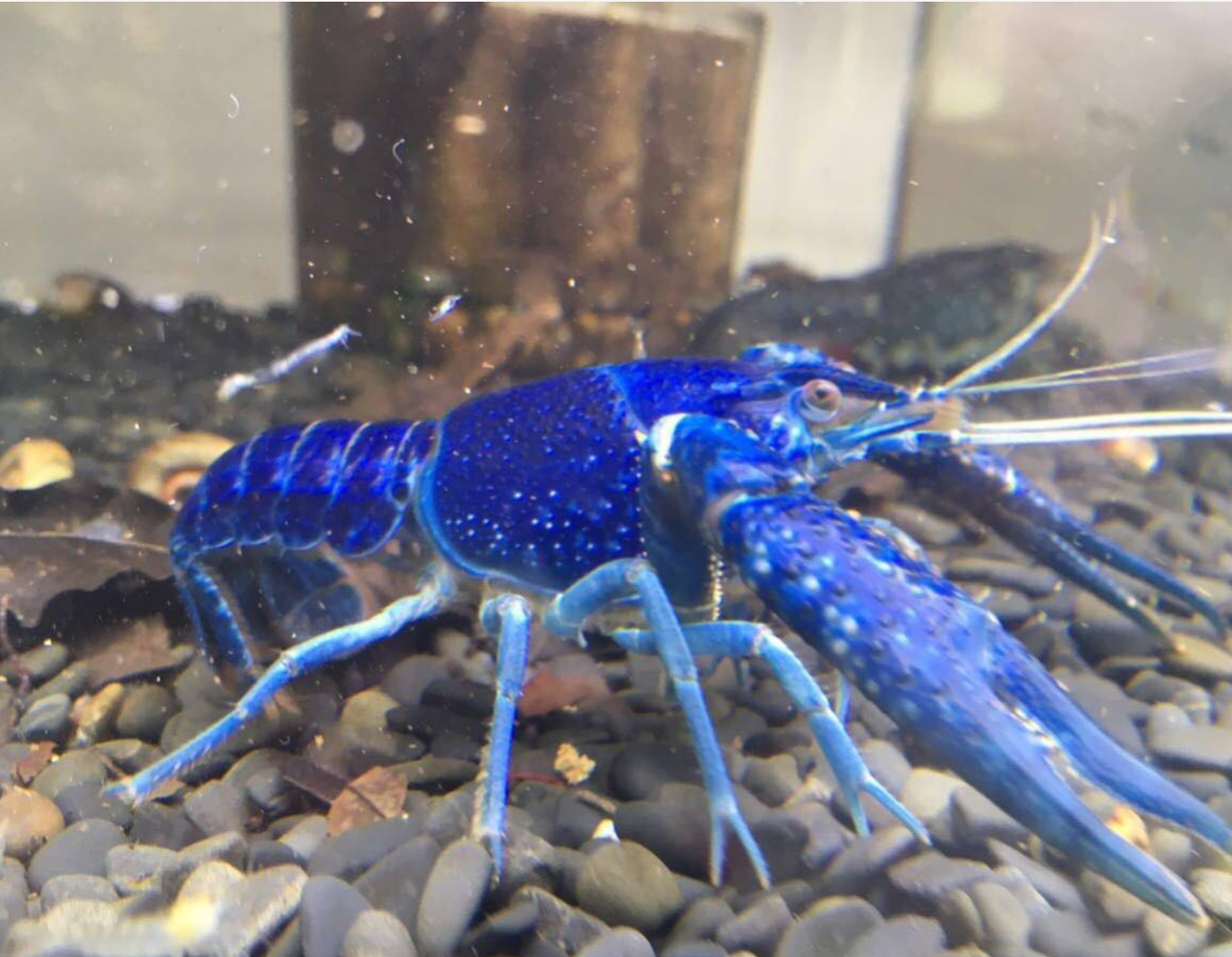 シザー ウルティマブルー メダカが西向きゃ尾は東 シザー ウルティマブルー メダカが西向きゃ尾は東