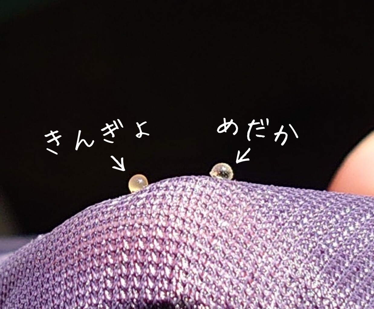 産卵したての卵の大きさを比べる メダカが西向きゃ尾は東