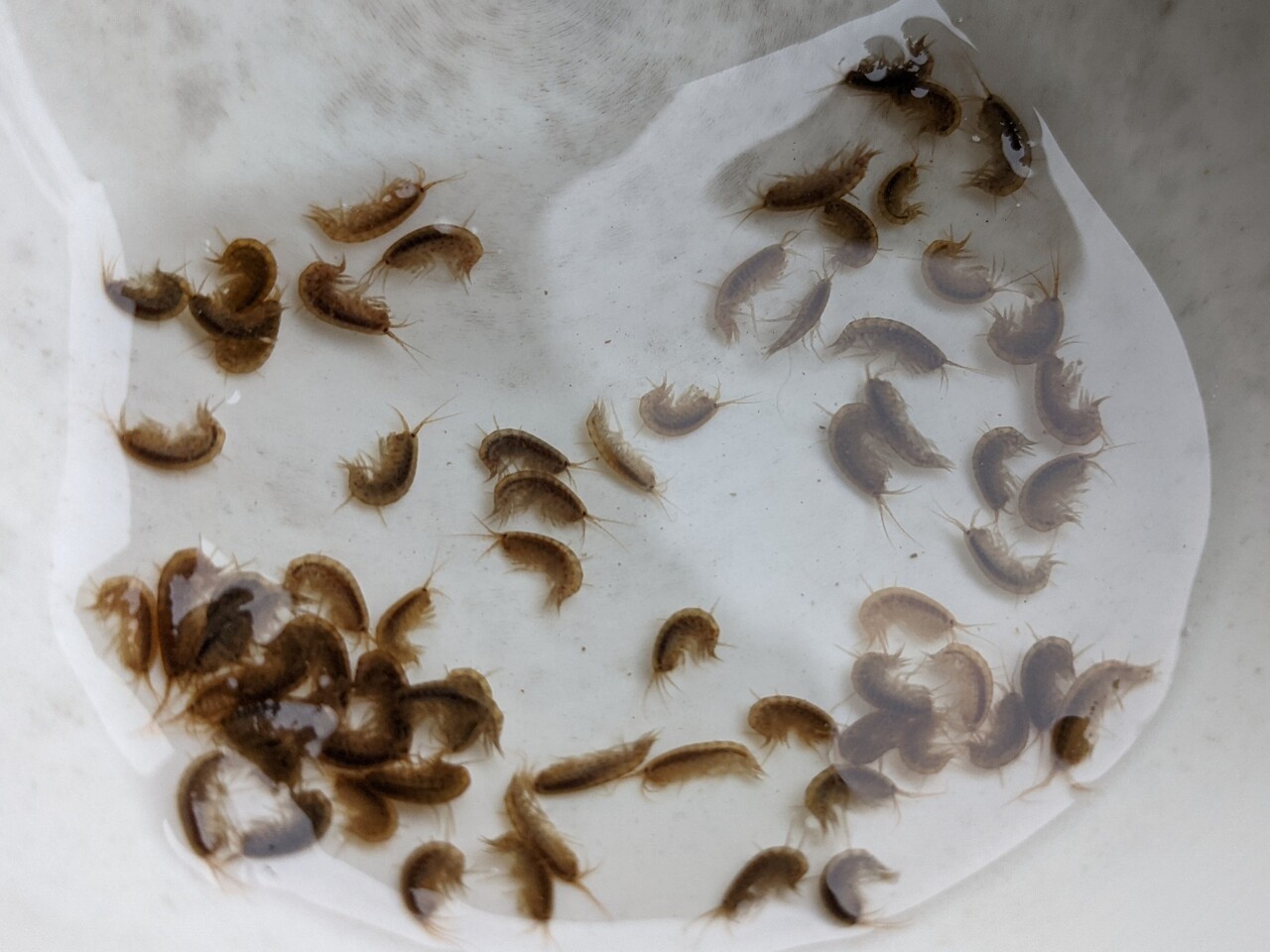 淡水ヨコエビたち メダカが西向きゃ尾は東