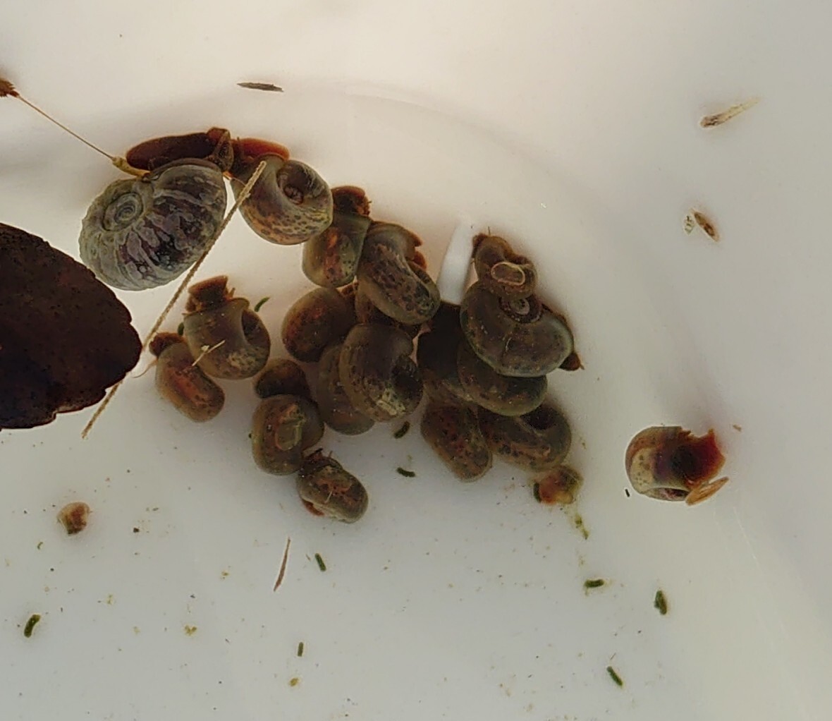 ブルーラムズホーン メダカが西向きゃ尾は東