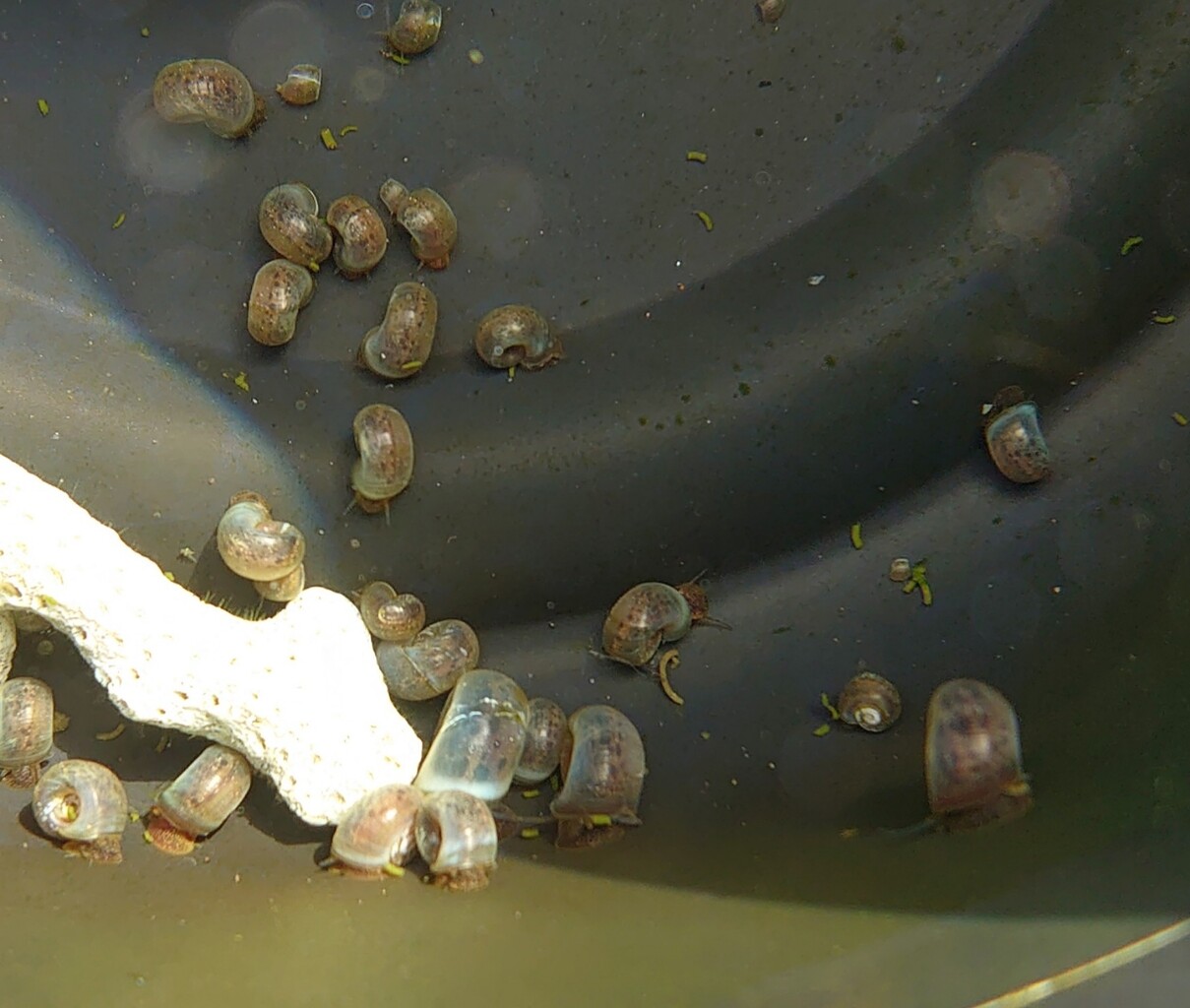 ブルーラムズホーン メダカが西向きゃ尾は東