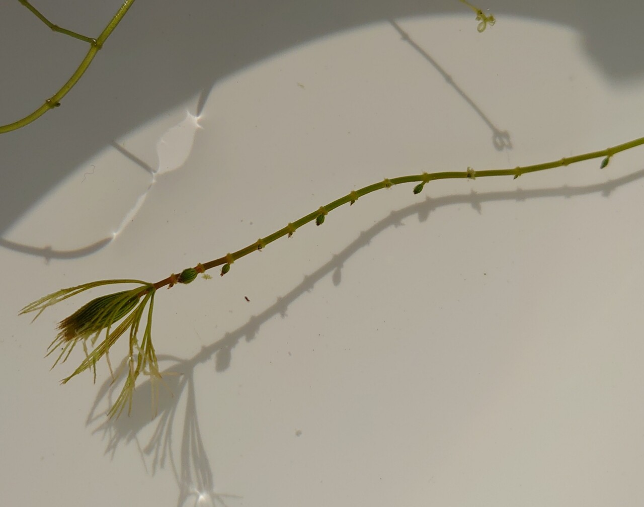 マツモ メダカが西向きゃ尾は東