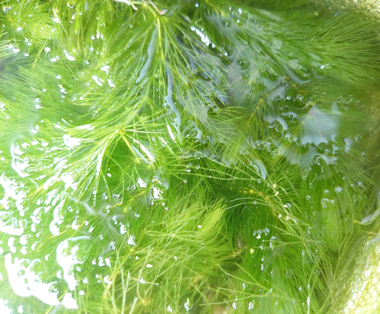 淡水ヨコエビ メダカが西向きゃ尾は東 淡水ヨコエビ メダカが西向きゃ尾は東
