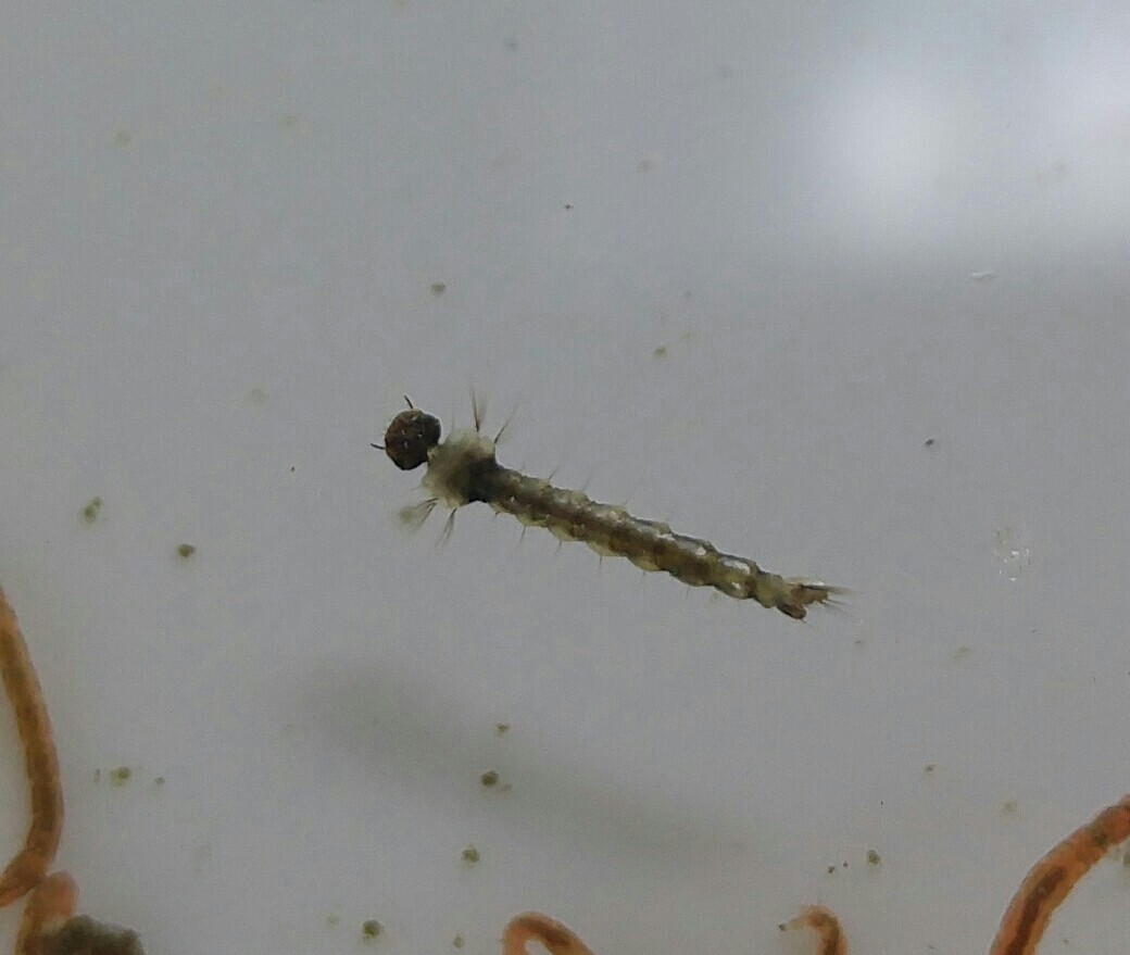 アレの愛好家 閲覧注意 メダカが西向きゃ尾は東