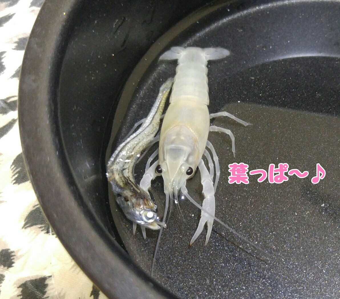 草食系すぎて心配 メダカが西向きゃ尾は東 草食系すぎて心配 メダカが西向きゃ尾は東