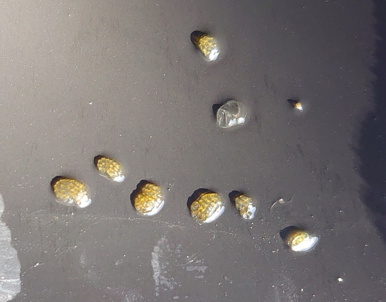 ブルーラムズホーン メダカが西向きゃ尾は東