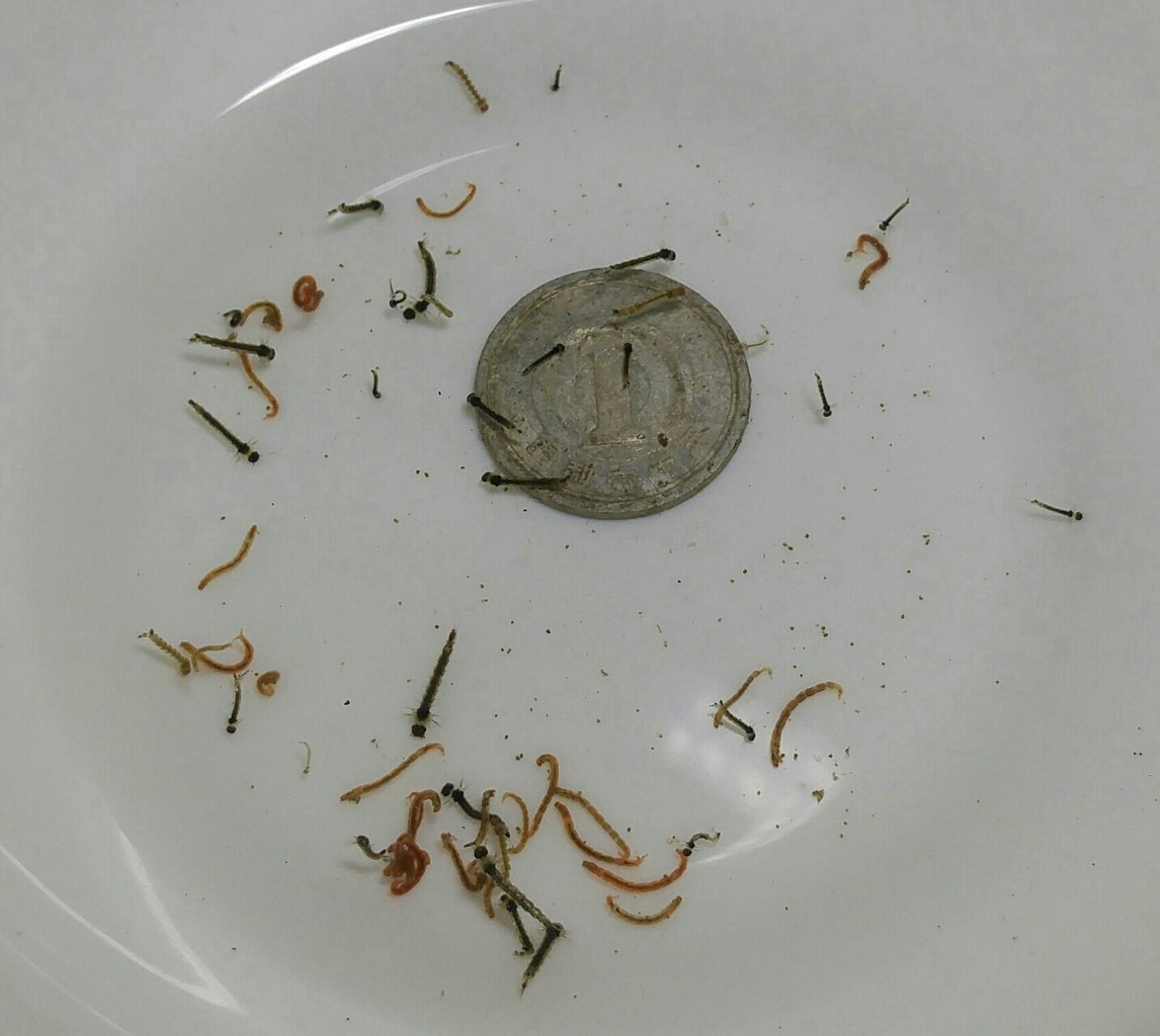 アレの愛好家 閲覧注意 メダカが西向きゃ尾は東