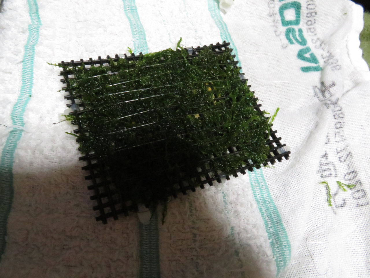 始めての 稚エビ対策 自作稚エビシェルター モスマット ガラ躯た な日記 始めての 稚エビ対策 自作稚エビシェルター モスマット ガラ躯た な日記