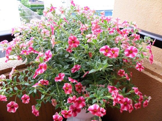 スーパーベル ストロベリースライス とスリップス 黒くろコンビ クマとジジ