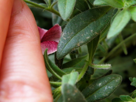 スーパーベル ストロベリースライス とスリップス 黒くろコンビ クマとジジ