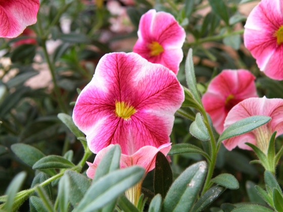 スーパーベル ストロベリースライス とスリップス 黒くろコンビ クマとジジ