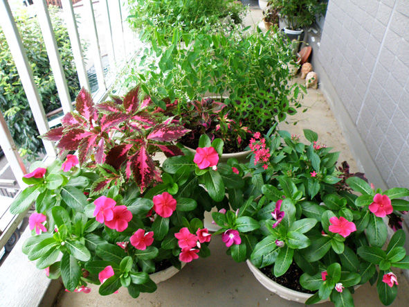 ニチニチソウの寄せ植え 黒くろコンビ クマとジジ