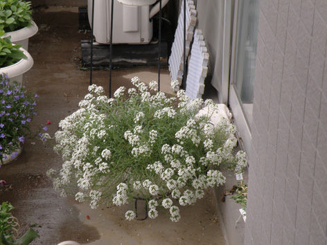 スーパーアリッサム 植え替え 黒くろコンビ クマとジジ スーパーアリッサム 植え替え 黒くろコンビ クマとジジ