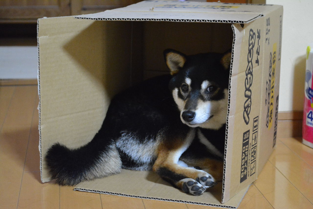 今年もか ダンボールハウス Black Momo