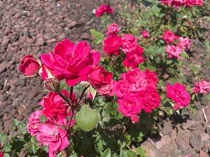 061624-rose