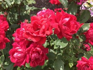 rose