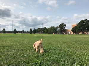 walk 091320-1