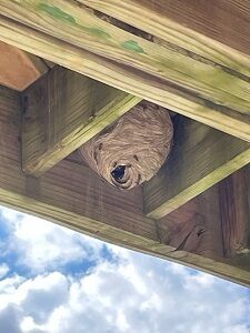 080222-wasp nest