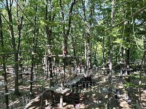 treerunner053021-1