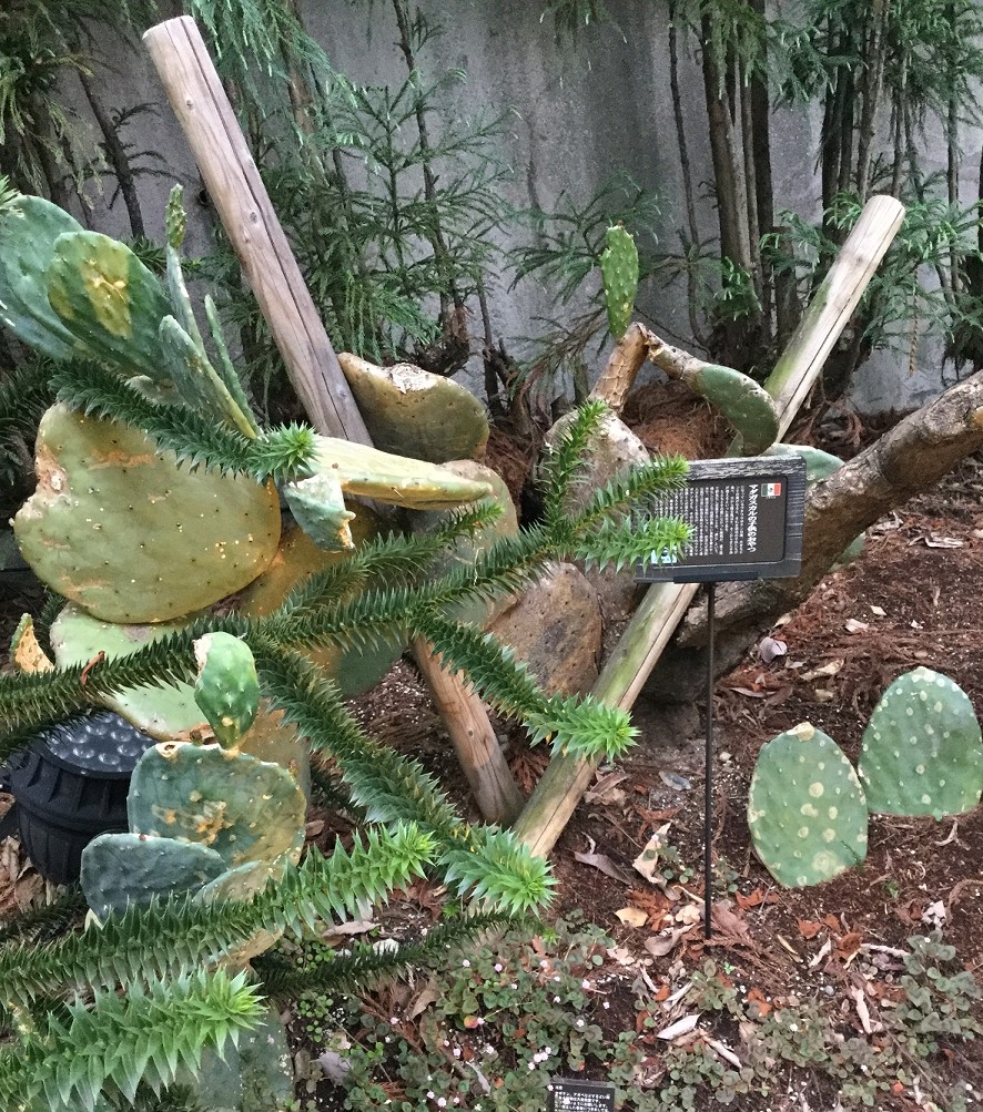 西畠清順 氏の そら植物園 がプロデュースする 代々木village で植物に対する想いを再確認してきました 黒翼猫のコンピュータ日記 2nd Edition