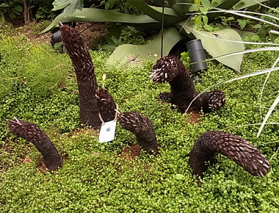 西畠清順 氏の そら植物園 がプロデュースする 代々木village が酷いことになってると話題に 黒翼猫のコンピュータ日記 2nd Edition