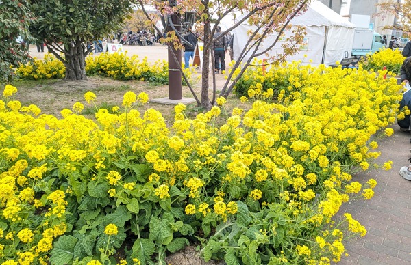 20260314_菜の花祭り (1)