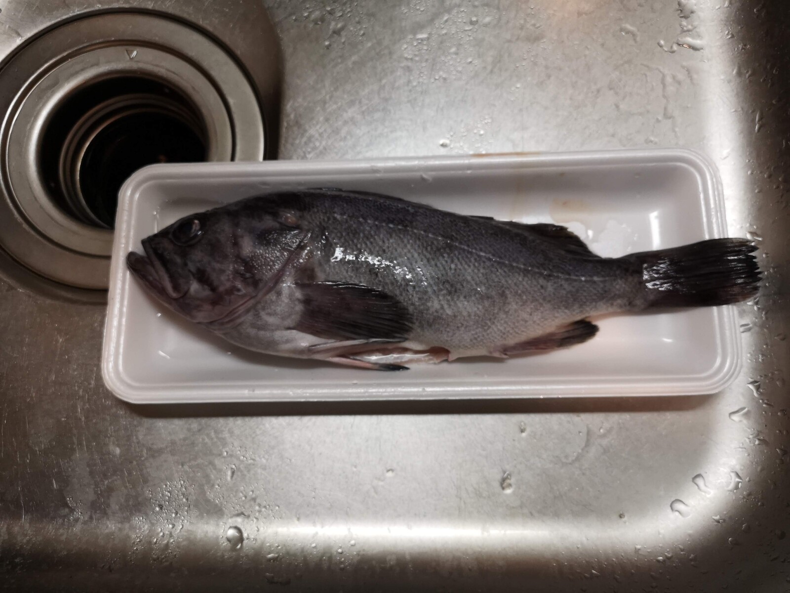 香ばしさが強烈 クロソイの醤油焼き 気まま料理で レシピとか Powered By ライブドアブログ 香ばしさが強烈 クロソイの醤油焼き 気まま料理で レシピとか Powered By ライブドアブログ