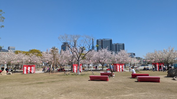 20260411_メリケンパーク花見 (3)