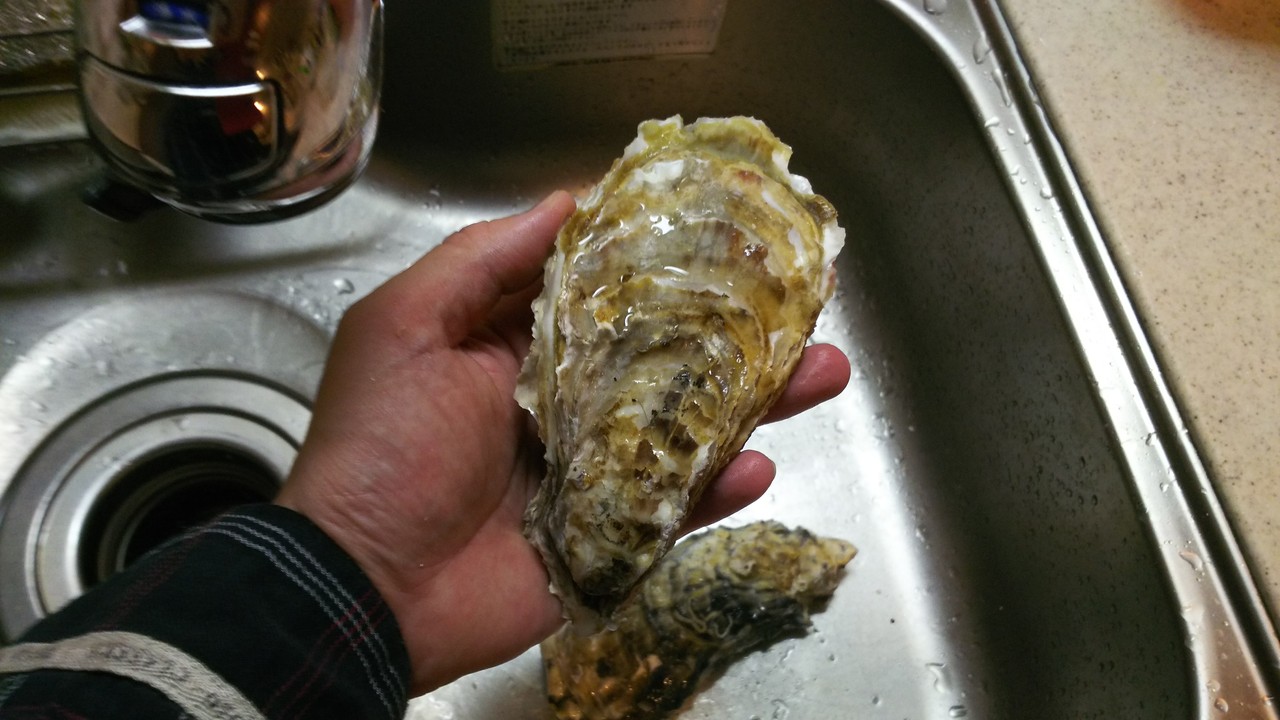 なかなか大きい身で食べ応えあり 岩牡蠣でカキフライ 気まま料理で レシピとか Powered By ライブドアブログ