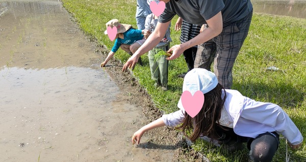 20250505_田植え (11)